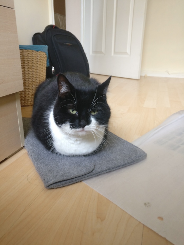 misty on her favourite sit spot a black and white cat sits with all paws tucked underneath atop a laptop case