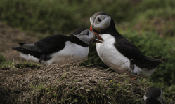 i love these little pierrot penguins two puffins stand on a rock, preening each other